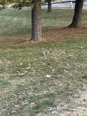 Sciurus carolinensis
