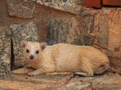 Procavia capensis