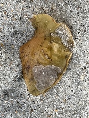 Jellyella tuberculata