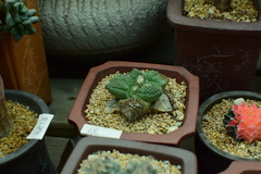 Ariocarpus