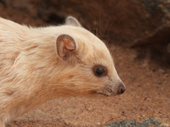 Procavia capensis