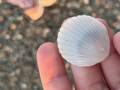 Argopecten irradians concentricus