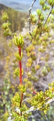 Cliffortia