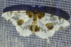 Abraxas sylvata