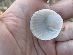 Argopecten irradians concentricus