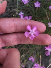 Dianthus orientalis