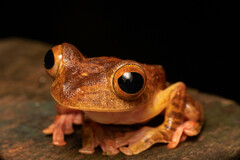 Rhacophorus pardalis