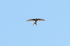 Cypsiurus parvus