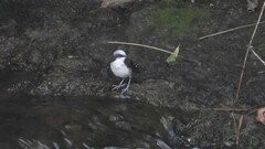 Cinclus leucocephalus