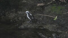 Cinclus leucocephalus