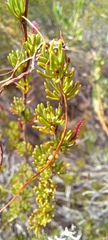 Cliffortia