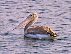 Pelecanus rufescens
