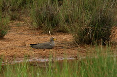 Vanellus senegallus