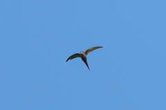 Cypsiurus parvus