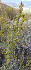 Cliffortia