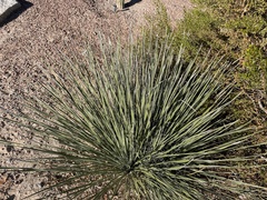 Yucca angustissima