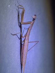 Eumusonia