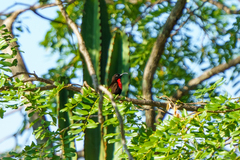 Chalcomitra senegalensis