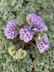Phacelia pedicellata