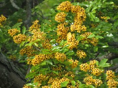 Pterocarpus violaceus