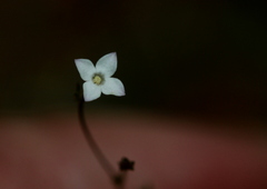 Oldenlandia herbacea