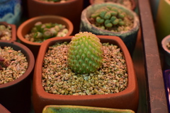 Pelecyphora aselliformis