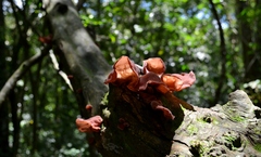 Auricularia auricula-judae