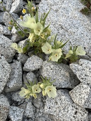 Mohavea confertiflora
