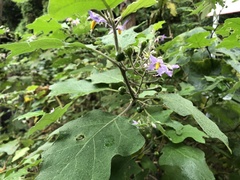 Solanum violaceum