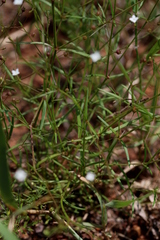 Oldenlandia herbacea