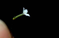 Oldenlandia herbacea