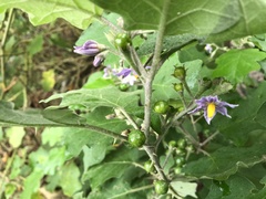 Solanum violaceum
