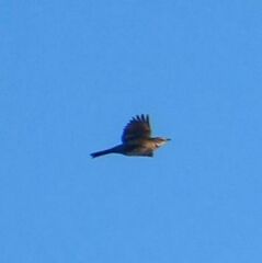 Turdus pilaris