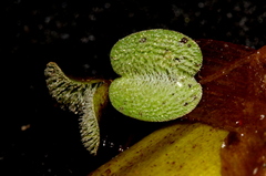 Salvinia minima
