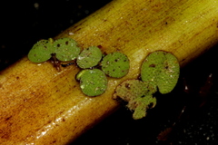 Salvinia minima
