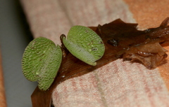 Salvinia minima