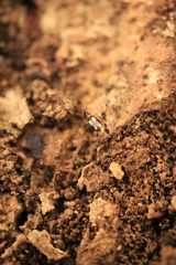 Dromius quadrimaculatus