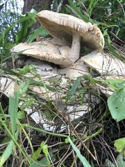 Macrocybe gigantea
