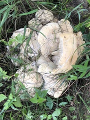 Macrocybe gigantea