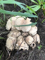 Macrocybe gigantea