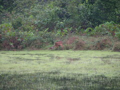 Tragelaphus spekii gratus