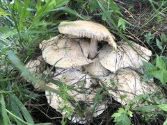 Macrocybe gigantea