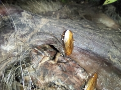 Neoblattellini