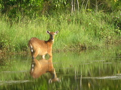 Tragelaphus spekii gratus