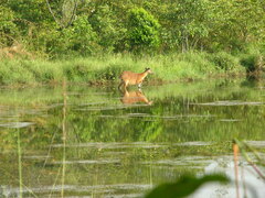 Tragelaphus spekii gratus
