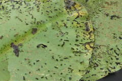 Galerucella nymphaeae