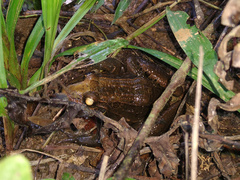 Leptodactylus latrans