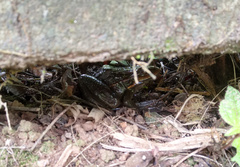Leptodactylus latrans