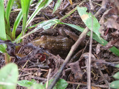 Leptodactylus latrans