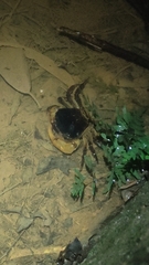 Somanniathelphusa sinensis